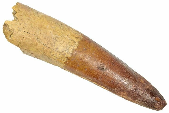 Fossil Spinosaurus Tooth - Real Dinosaur Tooth #357792